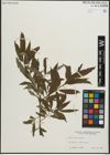Foto von Salix pellita (Andersson) Bebb
